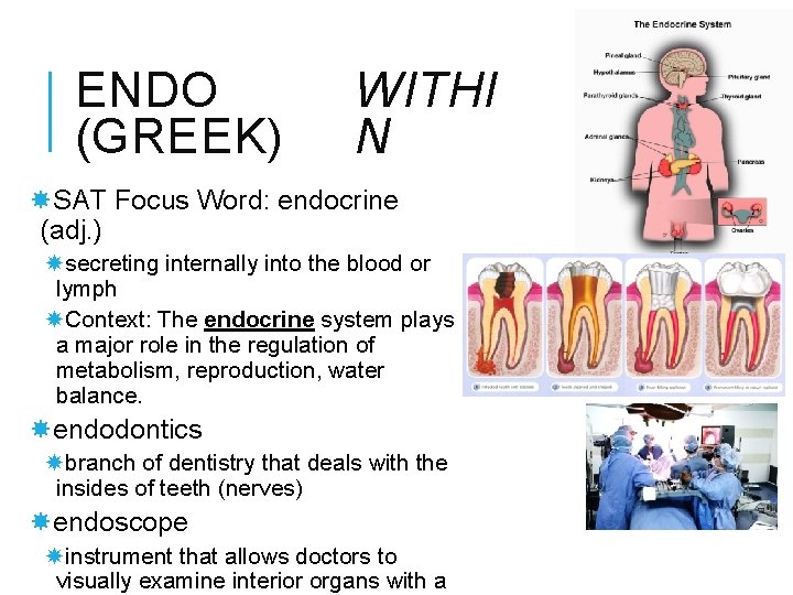 ENDO (GREEK) WITHI N SAT Focus Word: endocrine (adj. ) secreting internally into the