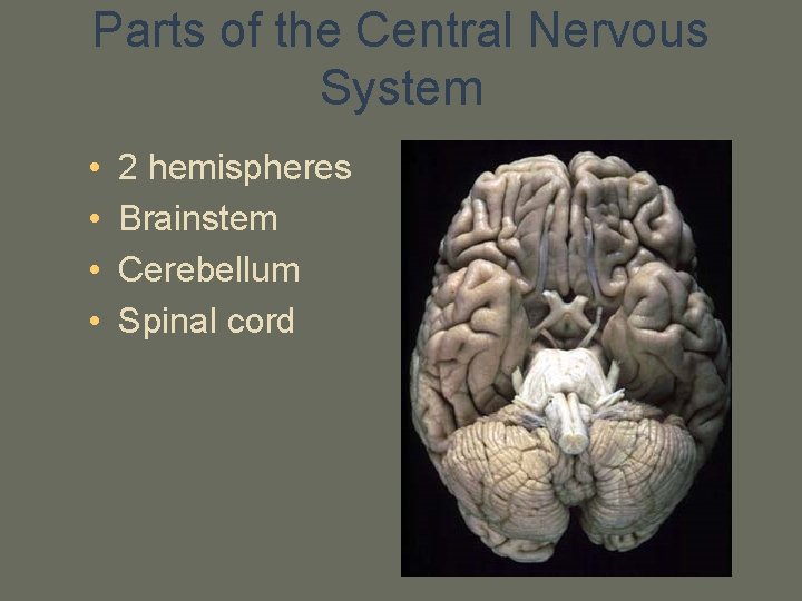 Parts of the Central Nervous System • • 2 hemispheres Brainstem Cerebellum Spinal cord