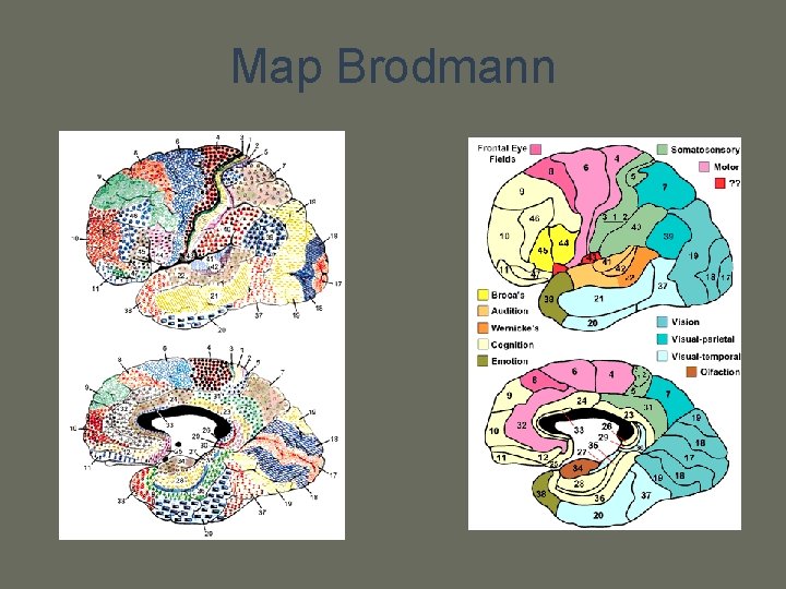 Map Brodmann 