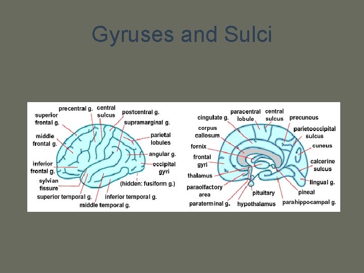 Gyruses and Sulci 