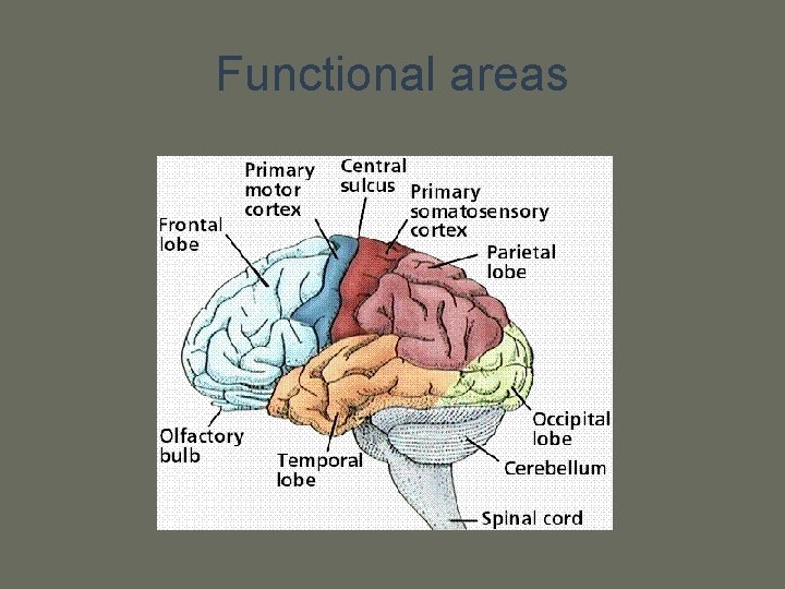 Functional areas 