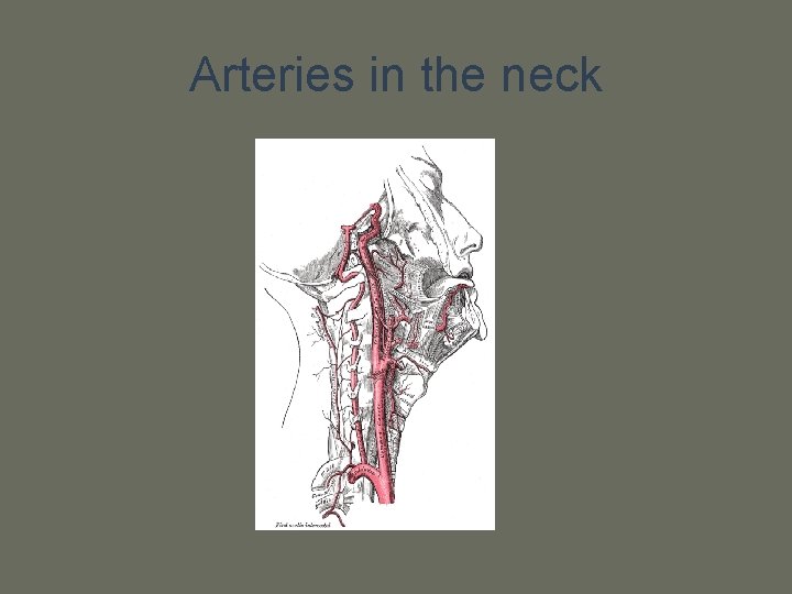 Arteries in the neck 