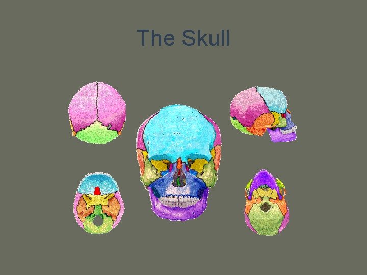 The Skull 