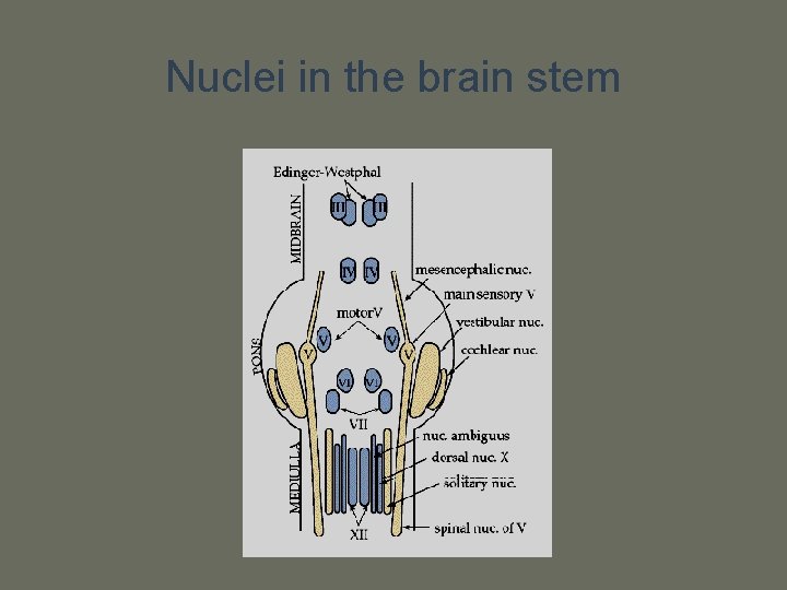 Nuclei in the brain stem 