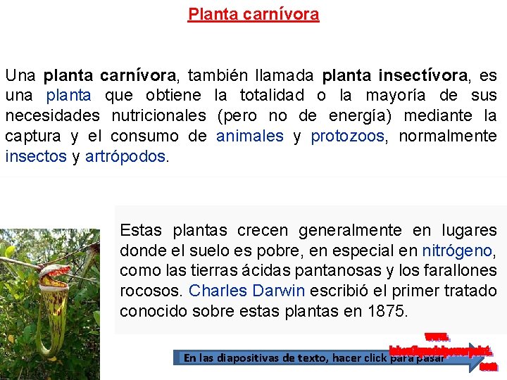 Planta carnívora Una planta carnívora, también llamada planta insectívora, es una planta que obtiene