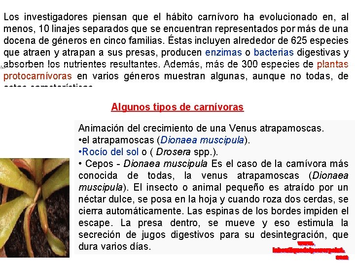 Los investigadores piensan que el hábito carnívoro ha evolucionado en, al menos, 10 linajes