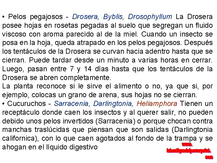  • Pelos pegajosos - Drosera, Byblis, Drosophyllum La Drosera posee hojas en rosetas