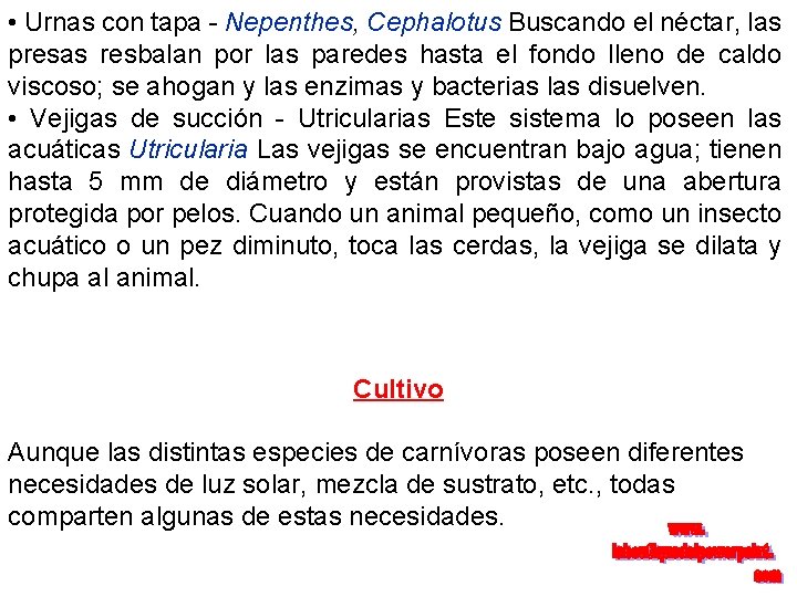  • Urnas con tapa - Nepenthes, Cephalotus Buscando el néctar, las presas resbalan