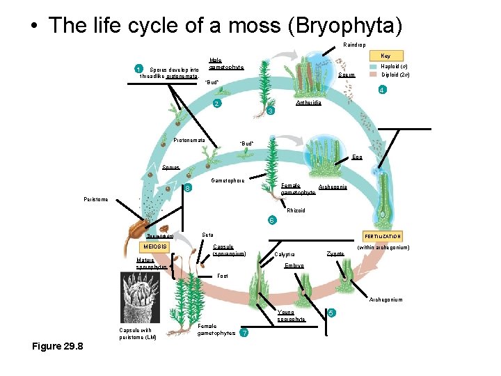  • The life cycle of a moss (Bryophyta) Raindrop 1 Spores develop into