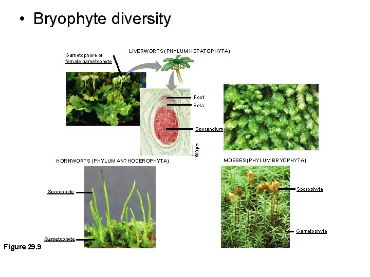  • Bryophyte diversity Gametophore of female gametophyte LIVERWORTS (PHYLUM HEPATOPHYTA) Foot Seta 500