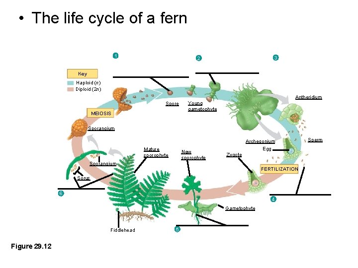  • The life cycle of a fern 1 3 2 Key Haploid (n)