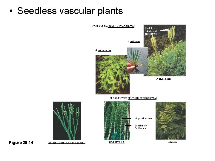  • Seedless vascular plants LYCOPHYTES (PHYLUM LYCOPHYTA) Strobili (clusters of sporophylls) A quillwort