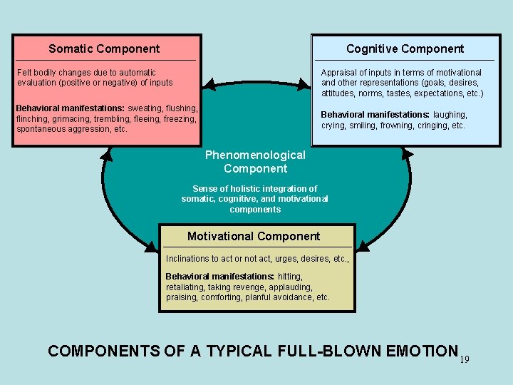 Somatic Component Cognitive Component Felt bodily changes due to automatic evaluation (positive or negative)