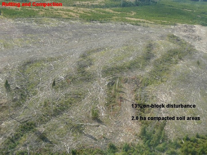Rutting and Compaction 13% on-block disturbance 2. 0 ha compacted soil areas 