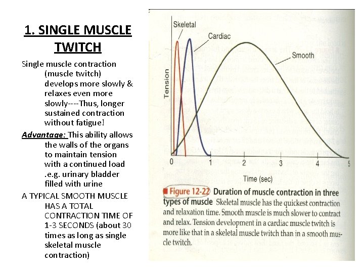 1. SINGLE MUSCLE TWITCH Single muscle contraction (muscle twitch) develops more slowly & relaxes