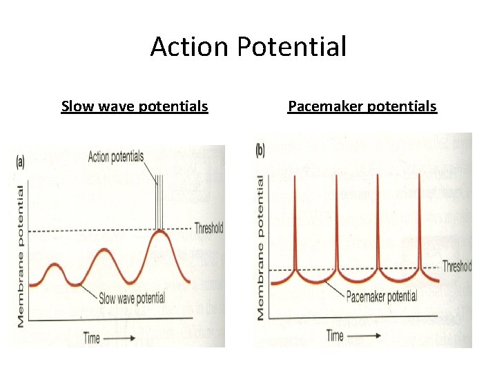 Action Potential Slow wave potentials Pacemaker potentials 