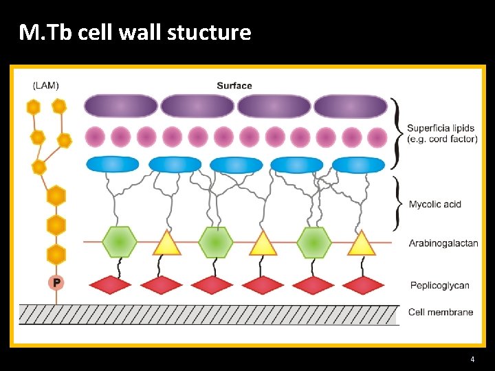 M. Tb cell wall stucture 4 