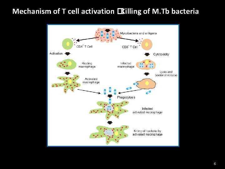 Mechanism of T cell activation �Killing of M. Tb bacteria 6 