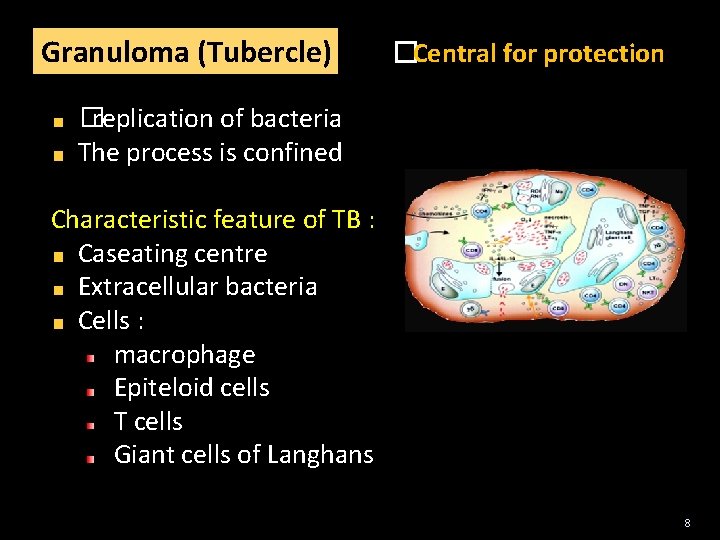 Granuloma (Tubercle) �Central for protection �replication of bacteria The process is confined Characteristic feature