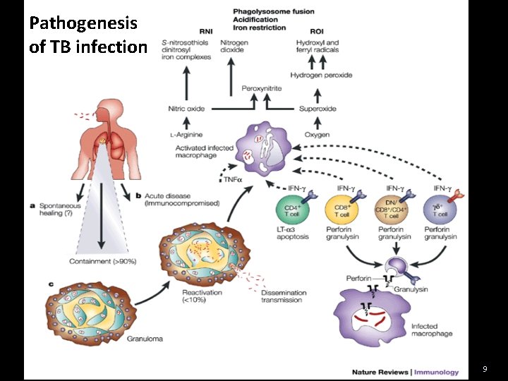 Pathogenesis of TB infection 9 