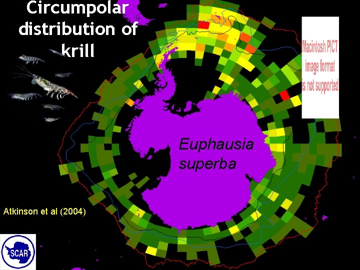 Circumpolar distribution of krill Euphausia superba Atkinson et al (2004) 28 