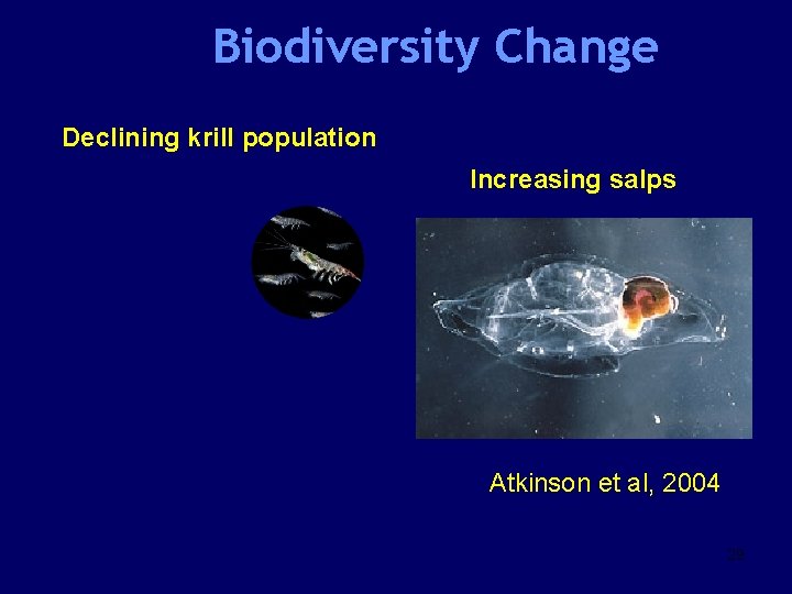 Biodiversity Change Declining krill population Increasing salps Atkinson et al, 2004 29 
