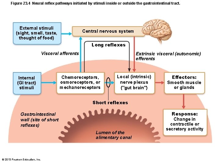 Figure 23. 4 Neural reflex pathways initiated by stimuli inside or outside the gastrointestinal