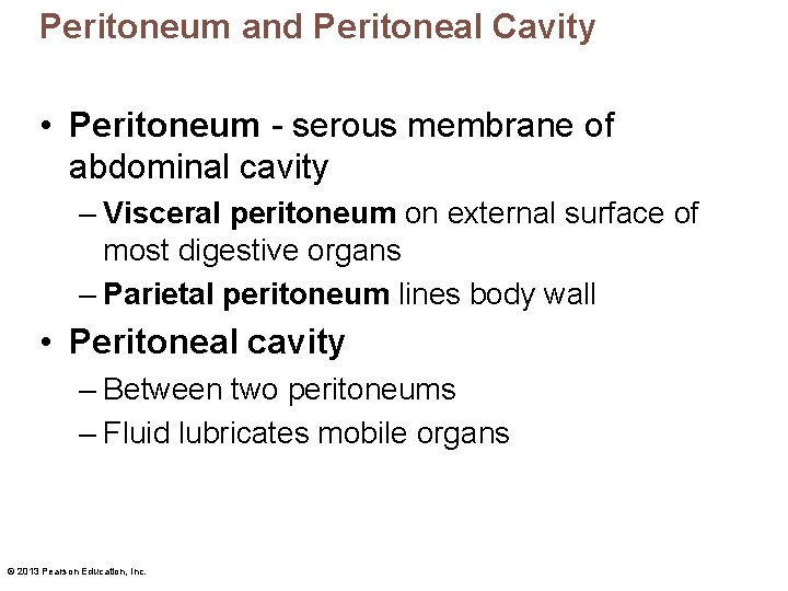 Peritoneum and Peritoneal Cavity • Peritoneum - serous membrane of abdominal cavity – Visceral