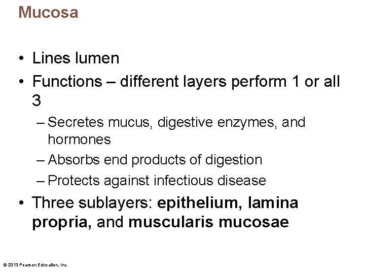 Mucosa • Lines lumen • Functions – different layers perform 1 or all 3