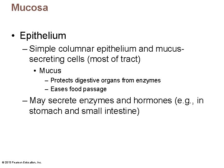 Mucosa • Epithelium – Simple columnar epithelium and mucussecreting cells (most of tract) •