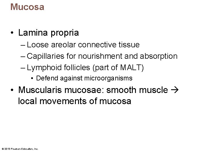 Mucosa • Lamina propria – Loose areolar connective tissue – Capillaries for nourishment and