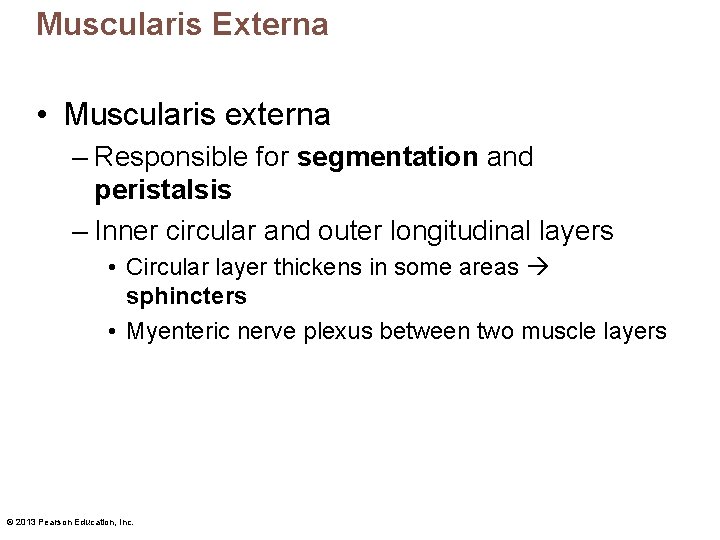Muscularis Externa • Muscularis externa – Responsible for segmentation and peristalsis – Inner circular