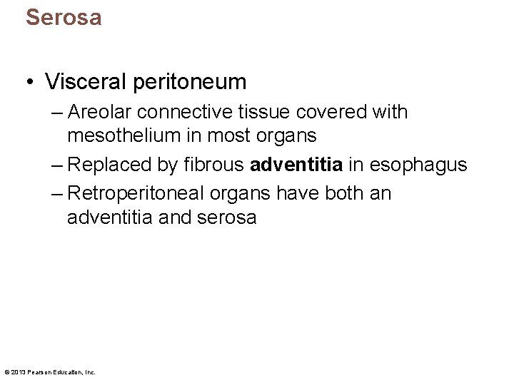 Serosa • Visceral peritoneum – Areolar connective tissue covered with mesothelium in most organs