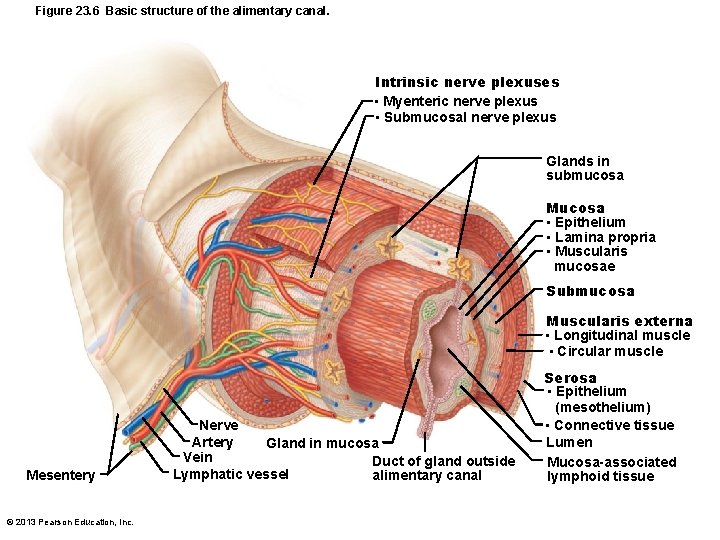 Figure 23. 6 Basic structure of the alimentary canal. Intrinsic nerve plexuses • Myenteric