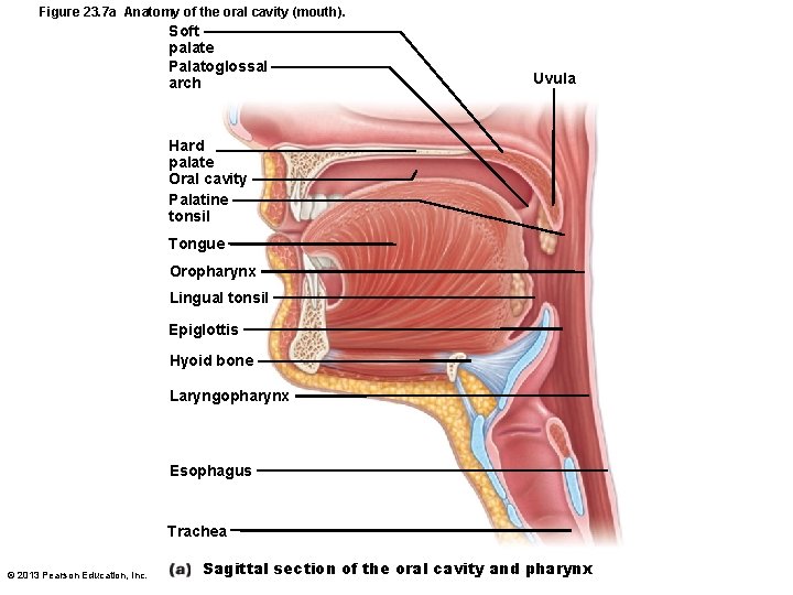 Figure 23. 7 a Anatomy of the oral cavity (mouth). Soft palate Palatoglossal arch