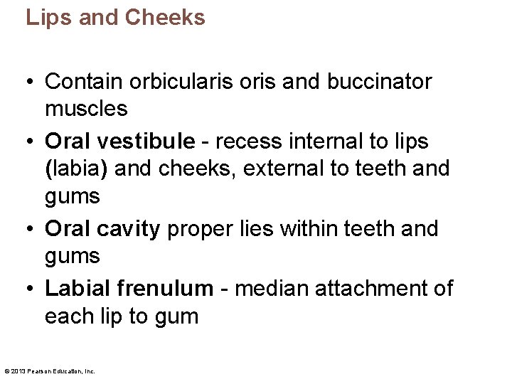 Lips and Cheeks • Contain orbicularis oris and buccinator muscles • Oral vestibule -
