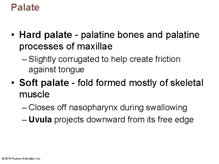 Palate • Hard palate - palatine bones and palatine processes of maxillae – Slightly