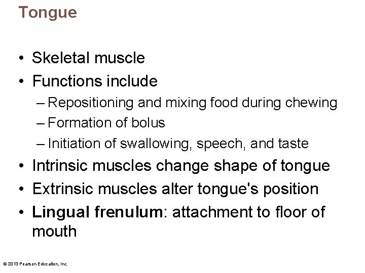 Tongue • Skeletal muscle • Functions include – Repositioning and mixing food during chewing