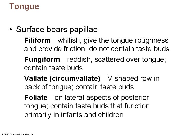 Tongue • Surface bears papillae – Filiform—whitish, give the tongue roughness and provide friction;