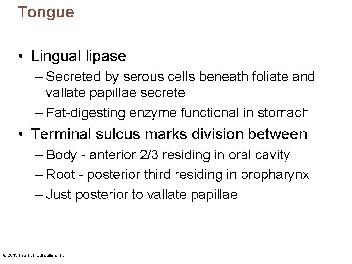 Tongue • Lingual lipase – Secreted by serous cells beneath foliate and vallate papillae