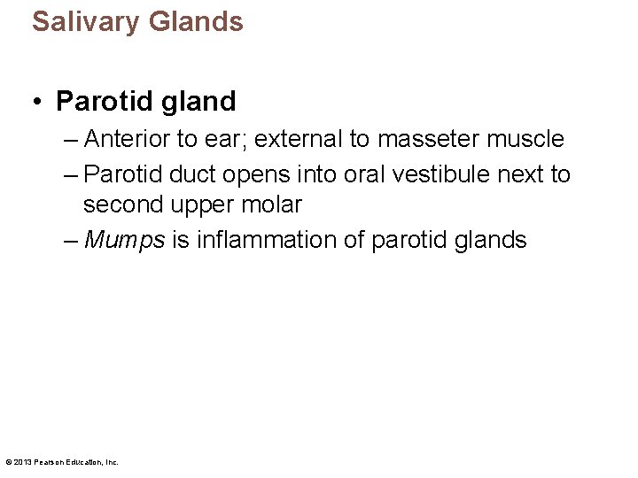 Salivary Glands • Parotid gland – Anterior to ear; external to masseter muscle –