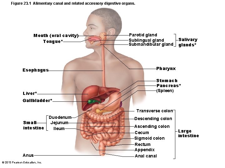 Figure 23. 1 Alimentary canal and related accessory digestive organs. Mouth (oral cavity) Tongue*