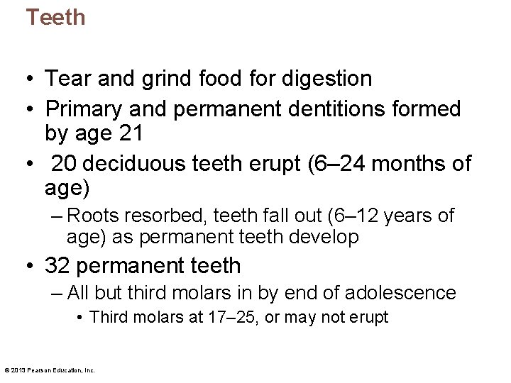 Teeth • Tear and grind food for digestion • Primary and permanent dentitions formed