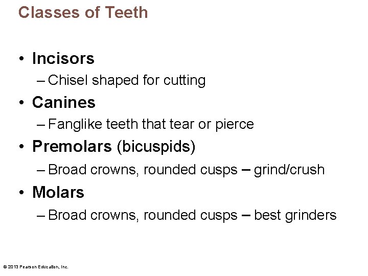 Classes of Teeth • Incisors – Chisel shaped for cutting • Canines – Fanglike