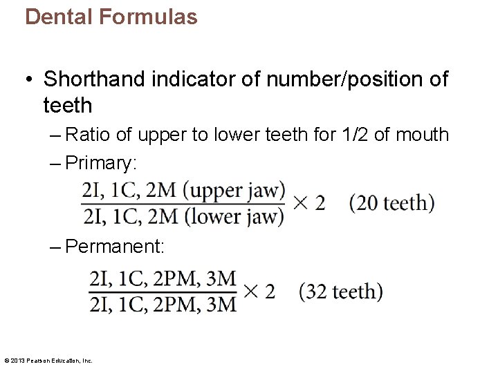 Dental Formulas • Shorthand indicator of number/position of teeth – Ratio of upper to