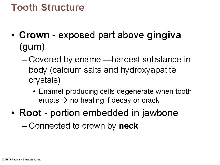 Tooth Structure • Crown - exposed part above gingiva (gum) – Covered by enamel—hardest