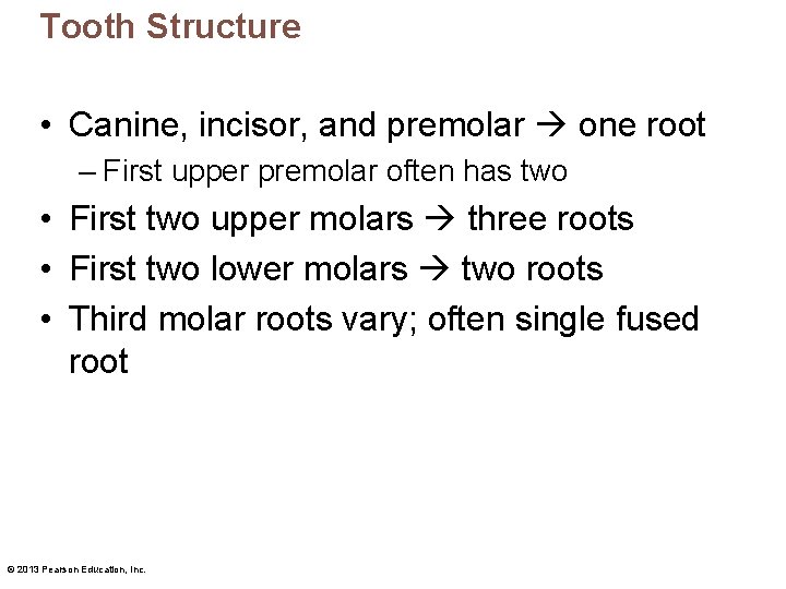 Tooth Structure • Canine, incisor, and premolar one root – First upper premolar often