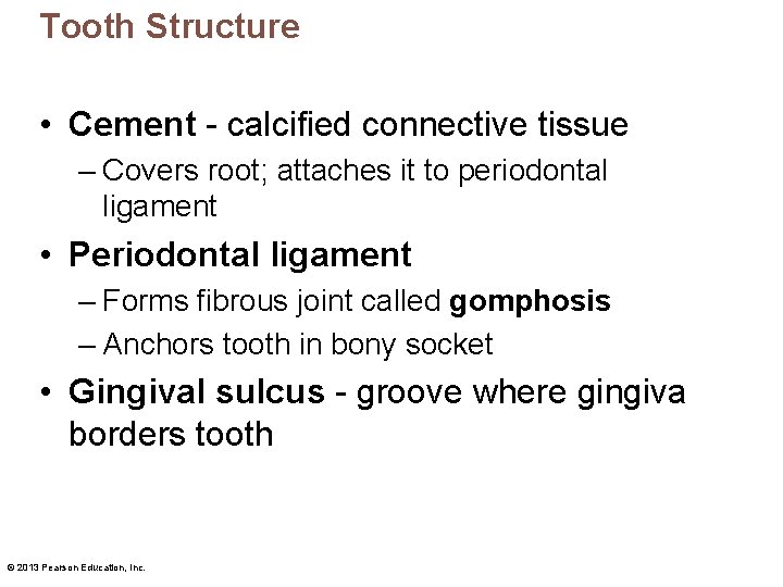 Tooth Structure • Cement - calcified connective tissue – Covers root; attaches it to