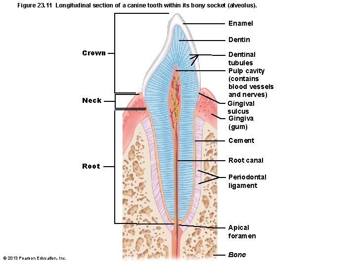 Figure 23. 11 Longitudinal section of a canine tooth within its bony socket (alveolus).