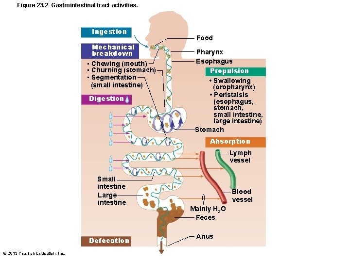 Figure 23. 2 Gastrointestinal tract activities. Ingestion Mechanical breakdown • Chewing (mouth) • Churning